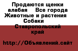 Продаются щенки алабая  - Все города Животные и растения » Собаки   . Ставропольский край